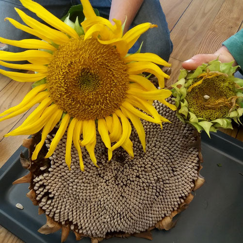 Sonnenstrahlen für dein Herz